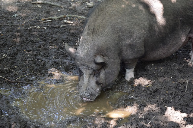 雪橇运动对 雪橇运动对